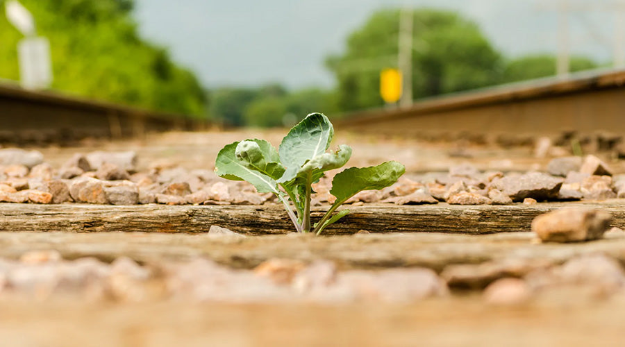 How to become more resilient