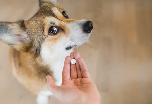 An image of a dog taking a probiotics pill