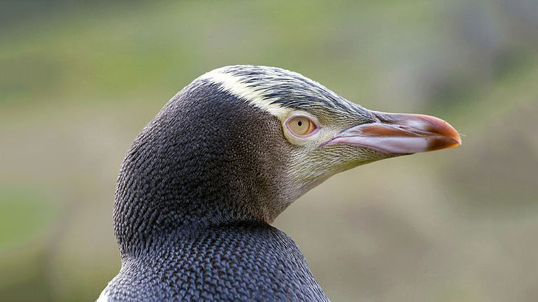 Blis Probiotics used to treat Yellow Eyed Penguins